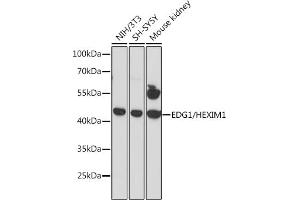 Western blot analysis of extracts of various cell lines, using EDG1/HEXIM1 antibody (ABIN6130353, ABIN6147349, ABIN6147350 and ABIN6216752) at 1:3000 dilution. (S1PR1 抗体  (AA 303-382))