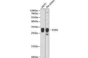 Western blot analysis of extracts of various cell lines, using POP4 Antibody (ABIN6128481, ABIN6145963, ABIN6145965 and ABIN6216240) at 1:1000 dilution. (RPP29 抗体  (AA 1-220))