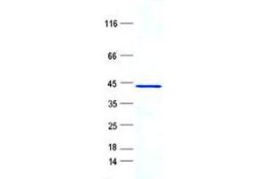 Validation with Western Blot (RPL28 Protein (GST tag,His tag))