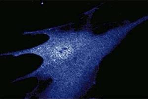 Immunofluorescence staining of WI-38 cells (Human lung fibroblasts, ATCC CCL-75). (HSP90 抗体  (AA 586-732))