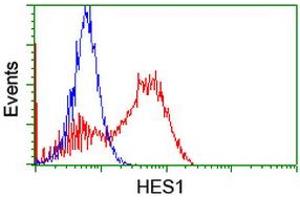HEK293T cells transfected with either RC211709 overexpress plasmid (Red) or empty vector control plasmid (Blue) were immunostained by anti-HES1 antibody (ABIN2455320), and then analyzed by flow cytometry. (HES1 抗体)