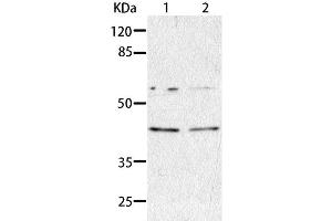 Western Blot analysis of HepG2 and A549 cell using AIMP2 Polyclonal Antibody at dilution of 1:350 (AIMP2 抗体)