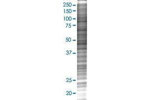 ANGPTL5 transfected lysate.