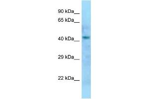 WB Suggested Anti-Dom3z Antibody Titration: 1. (DOM3Z 抗体  (N-Term))