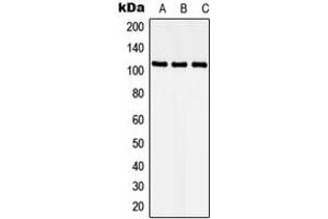 Western blot analysis of CDKL5 expression in HEK293T (A), Raw264. (CDKL5 抗体  (N-Term))