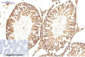 Immunohistochemical analysis of paraffin-embedded rat testis tissue.