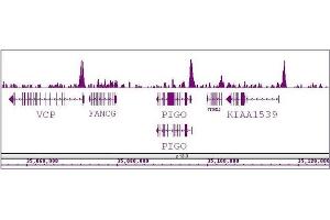 BRD8 / SMAP2 antibody (pAb) tested by ChIP-Seq. (BRD8 抗体  (N-Term))