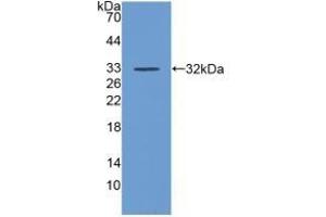 Detection of Recombinant DAF, Human using Polyclonal Antibody to Cluster Of Differentiation 55 (CD55) (CD55 抗体  (AA 35-285))