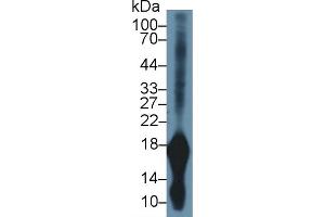 Western Blot; Sample: Rat Stomach lysate; Primary Ab: 1µg/ml Rabbit Anti-Mouse GKN1 Antibody Second Ab: 0. (Gastrokine 1 抗体  (AA 53-192))