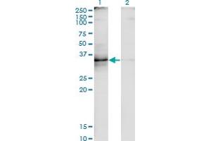 Western Blot analysis of TNFSF8 expression in transfected 293T cell line by TNFSF8 monoclonal antibody (M01A), clone 2E11.