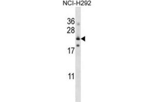 Western Blotting (WB) image for anti-Folate Receptor 3 (Gamma) (FOLR3) antibody (ABIN2997435) (FOLR3 抗体)