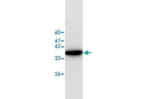 Western blot analysis of HEK293 whole cell lystae with EIF5A polyclonal antibody  at 1:500 dilution.