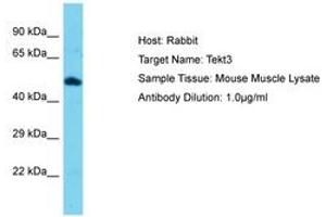 Image no. 1 for anti-Tektin 3 (TEKT3) (AA 111-160) antibody (ABIN6750393) (Tektin 3 抗体  (AA 111-160))