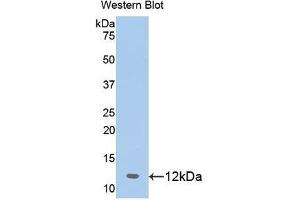 Detection of Recombinant PHB, Human using Polyclonal Antibody to Prohibitin (PHB) (Prohibitin 抗体  (AA 177-272))