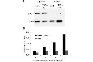 Transcription factor activity assay of NF-κB p50 from nuclear extracts of HeLa cells or HeLa cells treated with TNF-α. (CD40 ELISA 试剂盒)