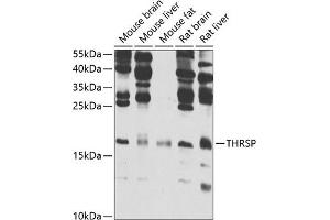 Western blot analysis of extracts of various cell lines, using THRSP antibody (ABIN6129590, ABIN6149129, ABIN6149130 and ABIN6223067) at 1:1000 dilution. (THRSP 抗体  (AA 1-146))