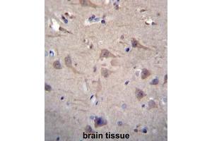 CCT8 Antibody (C-term) immunohistochemistry analysis in formalin fixed and paraffin embedded human brain tissue followed by peroxidase conjugation of the secondary antibody and DAB staining. (CCT8 抗体  (C-Term))