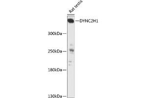 Western blot analysis of extracts of rat testis, using DYNC2H1 antibody (ABIN6132039, ABIN6139887, ABIN6139888 and ABIN6217003) at 1:3000 dilution. (DYNC2H1 抗体  (AA 1-250))