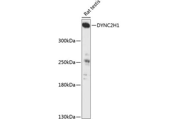 DYNC2H1 anticorps  (AA 1-250)