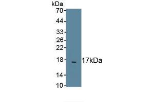 Detection of Recombinant TGFb2, Dog using Polyclonal Antibody to Transforming Growth Factor Beta 2 (TGFb2) (TGFB2 抗体)