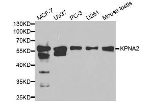 Western Blotting (WB) image for anti-Karyopherin alpha 2 (RAG Cohort 1, Importin alpha 1) (KPNA2) (AA 1-290) antibody (ABIN3022267)