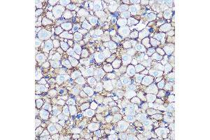 Immunohistochemistry of paraffin-embedded rat ovary using Annexin  Rabbit mAb (ABIN7265619) at dilution of 1:100 (40x lens). (Annexin A2 抗体)