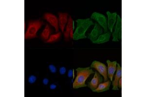 ABIN6263429 and ABIN6266804 staining Hela cells by IF/ICC. (MUC13 抗体  (C-Term))