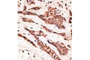 Image no. 1 for anti-Lysophosphatidic Acid Receptor 2 (LPAR2) (N-Term) antibody (ABIN358619) (EDG4 抗体  (N-Term))