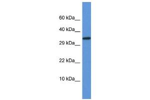 WB Suggested Anti-Vgll2 Antibody Titration: 1. (VGLL2 抗体  (N-Term))
