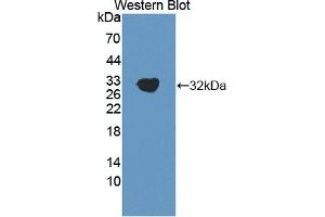 Detection of Recombinant MFAP4, Human using Polyclonal Antibody to Microfibrillar Associated Protein 4 (MFAP4) (MFAP4 抗体  (AA 22-255))