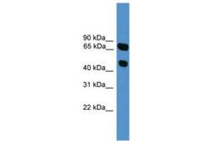 Image no. 1 for anti-Synaptotagmin XVI (SYT16) (AA 51-100) antibody (ABIN6746592) (SYT16 抗体  (AA 51-100))