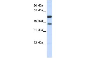 LRRC24 antibody used at 1 ug/ml to detect target protein. (LRRC24 抗体  (N-Term))