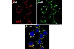 Immunofluorescence (IF) image for anti-Cathepsin D (CTSD) (C-Term) antibody (ABIN6254162)