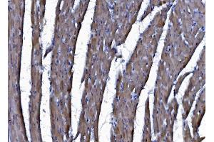 IHC analysis of CHCHD10 using anti-CHCHD10 antibody (ABIN7602507). (CHCHD10 抗体  (AA 80-142))