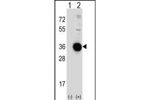 Western blot analysis of DDIT4 (arrow) using rabbit polyclonal DDIT4 Antibody (C-term) (ABIN652188 and ABIN2840691). (DDIT4 抗体  (C-Term))