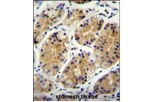 MG Antibody (C-term) (ABIN655333 and ABIN2844900) immunohistochemistry analysis in formalin fixed and paraffin embedded human stomach tissue followed by peroxidase conjugation of the secondary antibody and DAB staining. (PRR22 抗体  (C-Term))