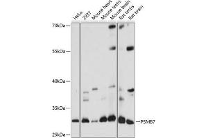 Western blot analysis of extracts of various cell lines, using PSMB7 antibody (ABIN7269594) at 1:1000 dilution.