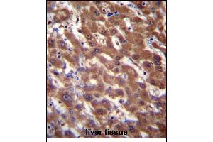 RCE1 Antibody (N-term W57) (ABIN389050 and ABIN2839259) immunohistochemistry analysis in formalin fixed and paraffin embedded human liver tissue followed by peroxidase conjugation of the secondary antibody and DAB staining. (RCE1/FACE2 抗体  (N-Term))