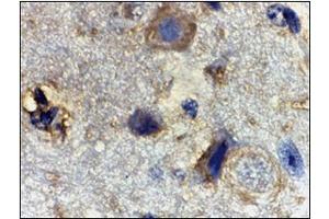 Immunohistochemistry of Rheb in mouse brain tissue with this product at 2 μg/ml. (RHEB 抗体  (Center))