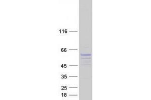 SYT17 Protein (Myc-DYKDDDDK Tag)
