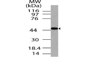 Image no. 1 for anti-TAR (HIV-1) RNA Binding Protein 2 Pseudogene (TARBP2P) (AA 150-366) antibody (ABIN5027591) (TRBP 抗体  (AA 150-366))