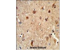 Formalin-fixed and paraffin-embedded human brain tissue reacted with CES7 Antibody (Center), which was peroxidase-conjugated to the secondary antibody, followed by DAB staining. (CES5A 抗体  (AA 244-270))