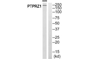 Western blot analysis of extracts from A549 cells, using PTPRZ1 antibody. (PTPRZ1 抗体  (N-Term))