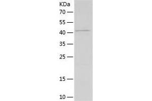 Western Blotting (WB) image for KIT Ligand (KITLG) (AA 26-189) protein (His-IF2DI Tag) (ABIN7123694)