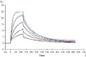 Surface Plasmon Resonance (SPR) image for SARS-CoV-2 Spike (RBD) protein (His-Avi Tag) (ABIN7274399)