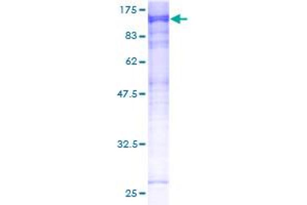 MASTL Protein (AA 1-879) (GST tag)