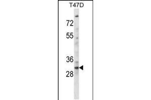 Western blot analysis in T47D cell line lysates (35ug/lane). (KLF2 抗体  (N-Term))