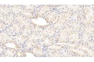 Detection of FGB in Human Kidney Tissue using Monoclonal Antibody to Fibrinogen Beta Chain (FGB) (Fibrinogen beta Chain 抗体  (AA 45-491))