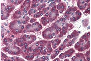 Human Pancreas (formalin-fixed, paraffin-embedded) stained with GOSR2 antibody ABIN364380 at 20 ug/ml followed by biotinylated anti-mouse IgG secondary antibody ABIN481714, alkaline phosphatase-streptavidin and chromogen. (GOSR2 抗体)