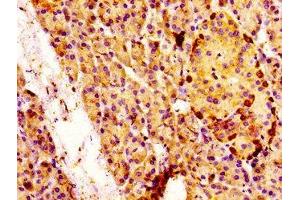 IHC image of ABIN7160041 diluted at 1:100 and staining in paraffin-embedded human pancreatic tissue performed on a Leica BondTM system.